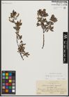 Foto von Salix waldsteiniana Willd.